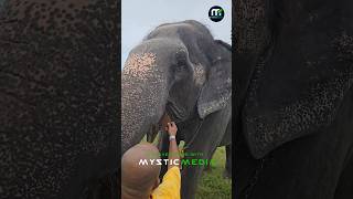 മിട്ടായി കൊതിച്ചി കാവേരി IKKANTE KAVERI SHIMIL ELEPHANT EATING CHOCOLATE [upl. by Fiertz]