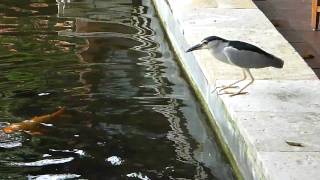 Bird Fishing with Bread 2 by DMCTS1 [upl. by Acinej]