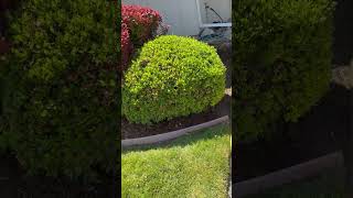 Pressure Washing Driveway construction housecleaning birdproofing [upl. by Dietz804]