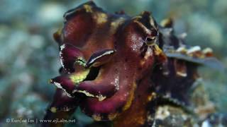 Flamboyant cuttlefish Metasepia pfefferi [upl. by Yliah]