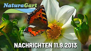 Nachrichten 11092013 Schlamm im Gartenteich entfernen Teichtreff Uferbefestigung [upl. by Lole482]