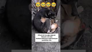 Koca Dünya Ya Sığmadı Lar 🥹🥹🥹 destek köpek cuma animals horoz [upl. by Kaazi13]