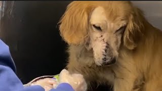 Rescued Dog with a Torn Mouth and a Severe Wound  part 2 [upl. by Toombs]