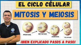 EL CICLO CELULAR MITOSIS Y MEIOSIS MARAVILLOSO BIEN EXPLICADO [upl. by Epillihp]