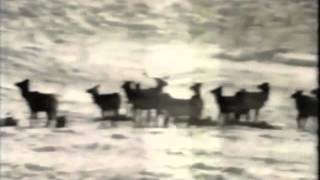 Classic Sesame Street films  Feeding Cows amp Elk in Winter [upl. by Florry]