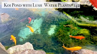 Koi pond with LUSH WATER PLANTS Matsuyama Ehime [upl. by Nohsad]