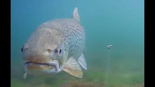 Hvor er Havørreden når rapsen blomstrer og hornfisken fylder kysten [upl. by Affer406]