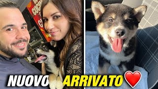 🐕 Nuovo Arrivato in Famiglia LOKI ❤️ [upl. by Novyat63]