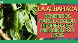 BENEFICIOS y PROPIEDADES de la ALBAHACA 🌱 USOS MEDICINALES y culinarios [upl. by Ume26]