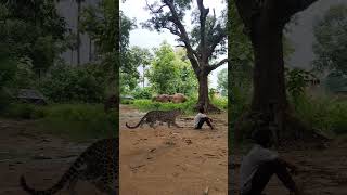 open leopard 🐆 attack 😱 shorts viral vfx wildlife youtubeshorts tiger animals viralvideo [upl. by Eniamor]