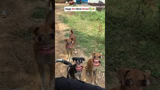 dog names funny video [upl. by Moncear]