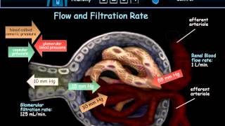 Urinary System [upl. by Stutzman]