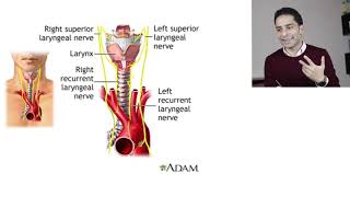 أمراض الغدة الدرقية quot9quot  Graves Disease Management [upl. by Allenrac375]