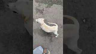 Dogs  affectation  Love Animal  Cute Dog viral video [upl. by Syman]