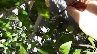 Pollinating Citrus By Hand A Quick Key Lime Pollination Demonstration [upl. by Reave]