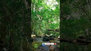 Reduce Stress With Babbling Brook Sounds naturesounds for sleeping  Full 10 Hour video [upl. by Orabelle832]