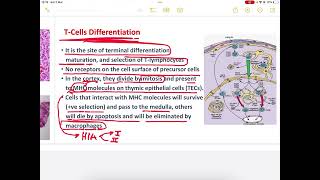 Histology of lymphatic system HLS 2  done by osaid assayed [upl. by Nava368]