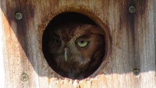 Female Screech Owl Calls Mate at Dusk [upl. by Tama]