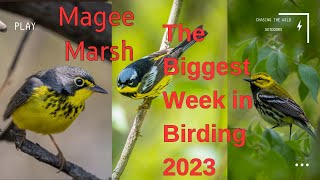 Magee Marsh The Biggest Week in American Birding 2023 [upl. by Guevara817]