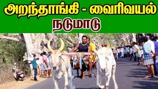 நடுமாடு வைரிவயல் 24042019 Nadumadu vairivayal krish Studio kattumavadi [upl. by Rigdon3]