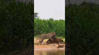 Epic sighting of jaguar killing a capybara today shorts jaguar bigcat wildlife [upl. by Israeli]