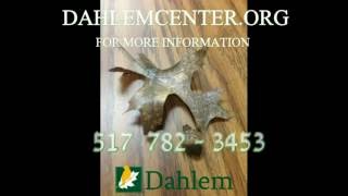 Dahlem Centers Little Acorns Nature Preschool [upl. by Morrie]