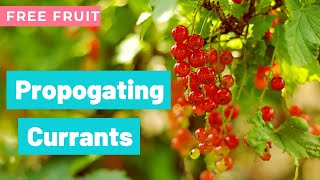 Propagating Redcurrants Growing Free Fruit [upl. by Laurin]