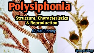 Polysiphonia  Structure Characteristics amp Reproduction  BSMSBotany  Urdu amp Hindi [upl. by Herbert46]