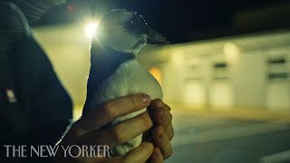 Baby Puffins Meet Their Unlikely Saviors  Puffling  The New Yorker Documentary [upl. by Idnahk]