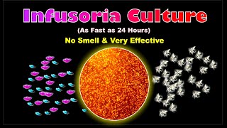 How to Culture Infusoria Without Starter [upl. by Whitby621]