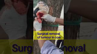 Surgical removal of tumour in cow Dr alok vet club [upl. by Keeryt]