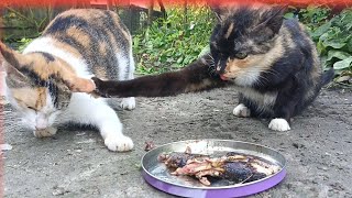 Survival Instinct Stray Cats Nearly Fight Over Food [upl. by Eelhsa]