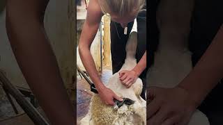 A day in the life of a shearer See what it’s all about 📆🐏 [upl. by Inahteb]