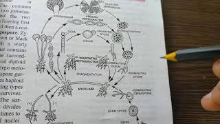 Oomycetes Zygomycetes and Deutromycetes [upl. by Neeloc]