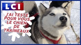 Jai testé pour vous  le chien de traîneaux [upl. by Hesketh514]