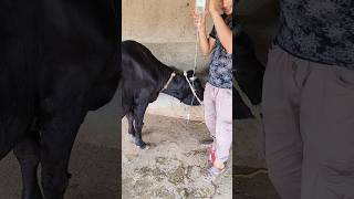 intravenous infusion in jugular vein in a cowhow to give IV infusion in cattle [upl. by Lieberman355]