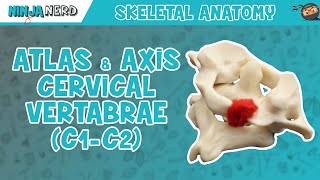 Atlas amp Axis Cervical Vertebrae C1C2 Anatomy [upl. by Doownel]