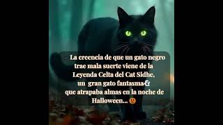 EL GATO FANTASMA👻DE HALLOWEEN  CAT SIDHE halloween leyendas mitologiacelta fantasmas misterio [upl. by Wanfried]