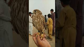 Commoncestrelkestrels love kestrel cestrelbirds birdslover petbird [upl. by Nylimaj587]