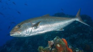 Facts The Greater Amberjack [upl. by Aydne]