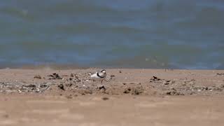 An unbanded Piping Plover joins Imani at Montrose Beach [upl. by Burnside]