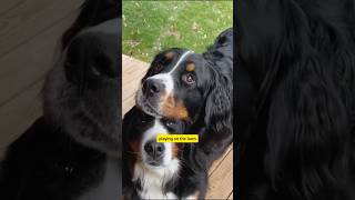 Dog Found His Sibling doglover animals spacex shortsfeed [upl. by Seyah]