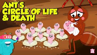 What is an Ant Mill  The Life and Death Cycle of An Ant  Learn all About Ants  Dr Binocs Show [upl. by Avilys152]