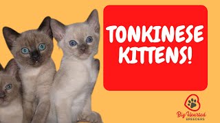 Tonkinese Cat  Tonkinese Kittens Learn Tonkinese cat colors and the Tonkinese cat personality [upl. by Marieann748]