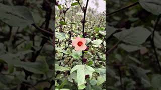 Mere khet mein phool hai unki video ytshorts [upl. by Dorris]