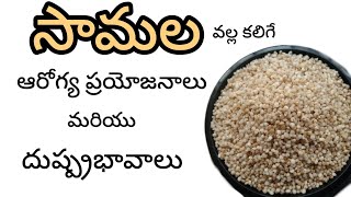 సామల గురించి మీకు తెలియని నిజాలు l Little Millet l sideeffectsoflittlemillet [upl. by Idalla]