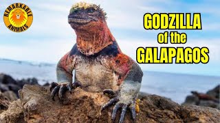 Marine Iguana  The Real Life GODZILLA [upl. by Regdirb]