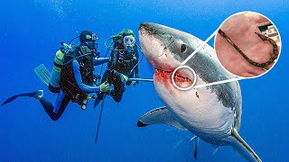 Shark Swims Up To Diver For Help Wont Stop thanking Him After He Saves Her Life [upl. by Siravaj]