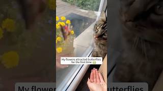 Cat and bugs😂🤣 cats pets cat animals [upl. by Nowahs]