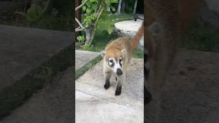 🇲🇽 WILDLIFE at Grand Sirenis Riviera Maya amp Spa TravelWorldExperiences travel animals shorts [upl. by Sheryle]